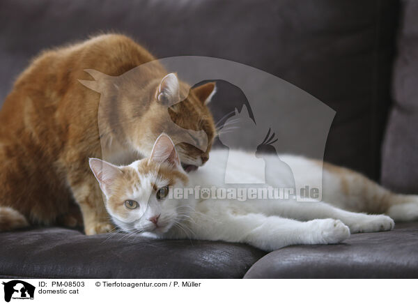 Hauskatze / domestic cat / PM-08503