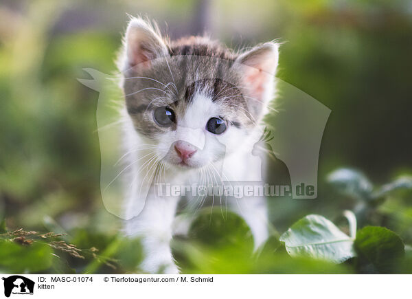 Ktzchen / kitten / MASC-01074