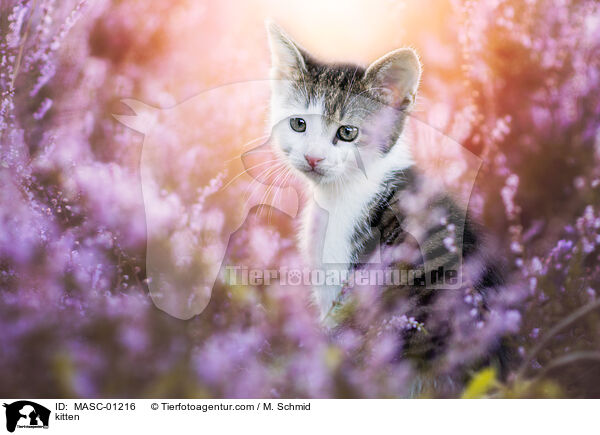 Ktzchen / kitten / MASC-01216