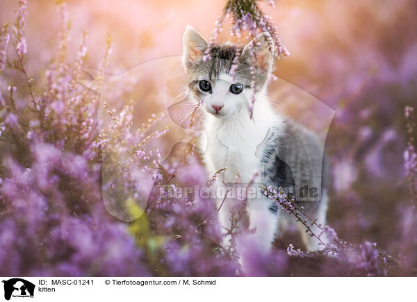 Ktzchen / kitten / MASC-01241