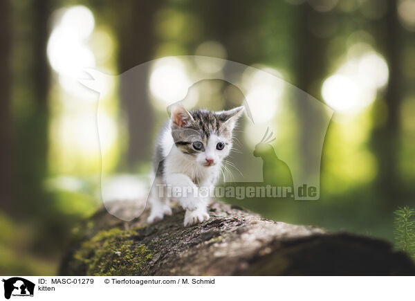 Ktzchen / kitten / MASC-01279