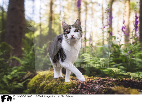 Katze / cat / MASC-01485