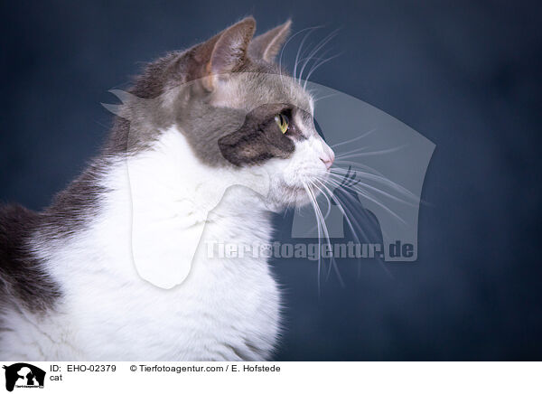 Katze / cat / EHO-02379