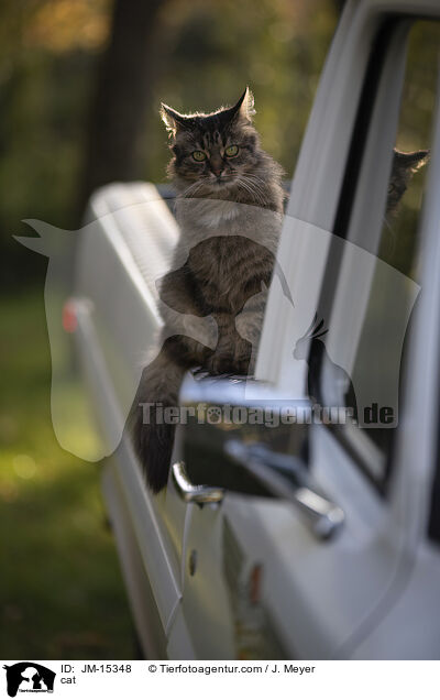 Katze / cat / JM-15348