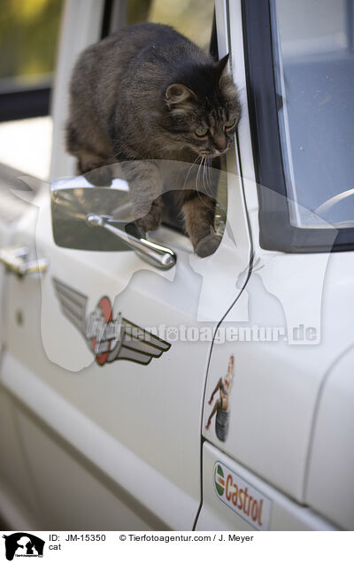 Katze / cat / JM-15350