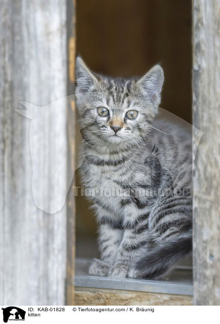 Ktzchen / kitten / KAB-01828