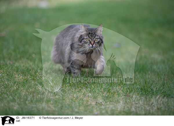 Katze / cat / JM-16371