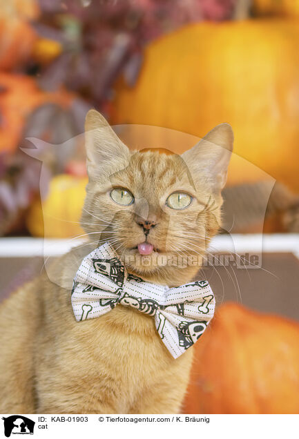 Katze / cat / KAB-01903