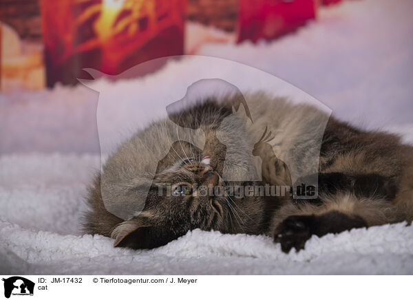 cat / JM-17432