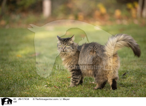 Katze / cat / JM-17434