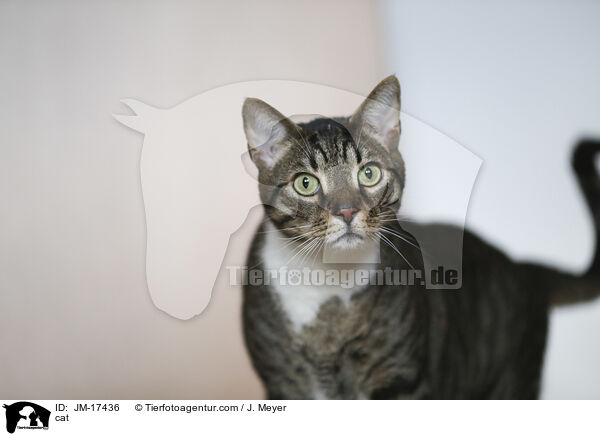 Katze / cat / JM-17436