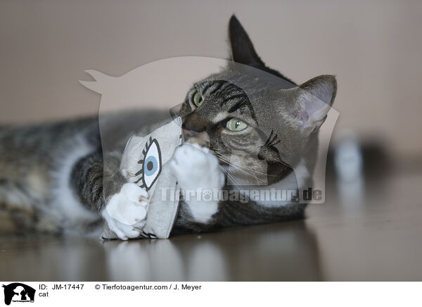 Katze / cat / JM-17447