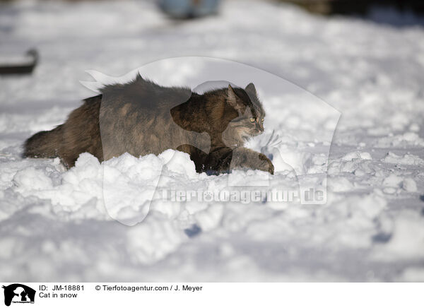 Katze im Schnee / Cat in snow / JM-18881