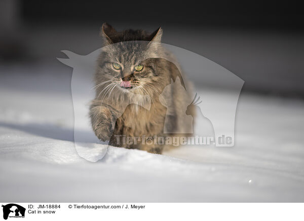 Katze im Schnee / Cat in snow / JM-18884