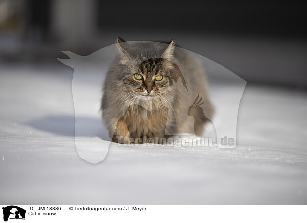 Katze im Schnee / Cat in snow / JM-18886