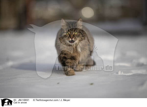 Katze im Schnee / Cat in snow / JM-18891