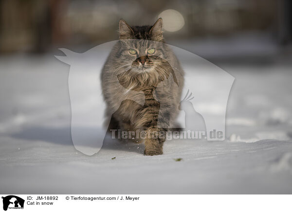 Katze im Schnee / Cat in snow / JM-18892