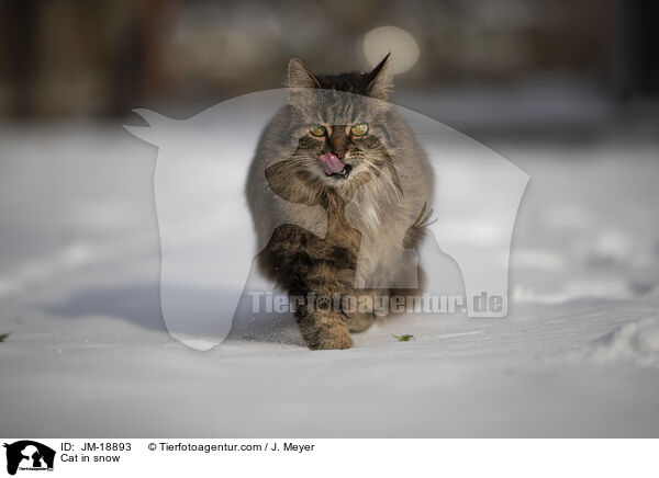 Katze im Schnee / Cat in snow / JM-18893
