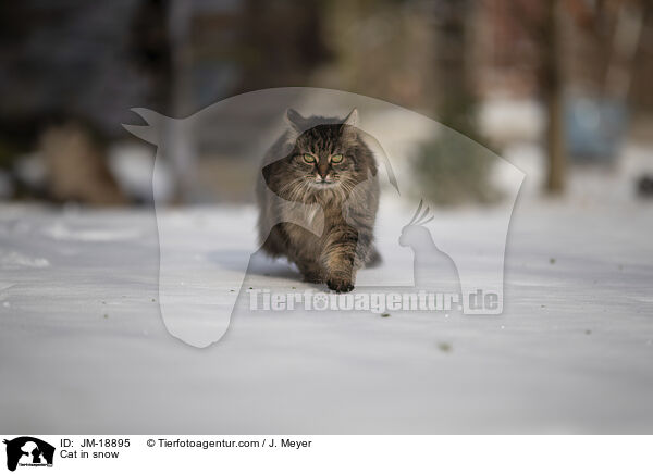 Katze im Schnee / Cat in snow / JM-18895