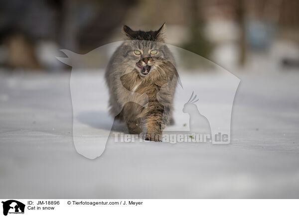 Katze im Schnee / Cat in snow / JM-18896