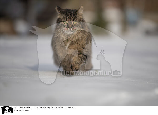 Katze im Schnee / Cat in snow / JM-18897