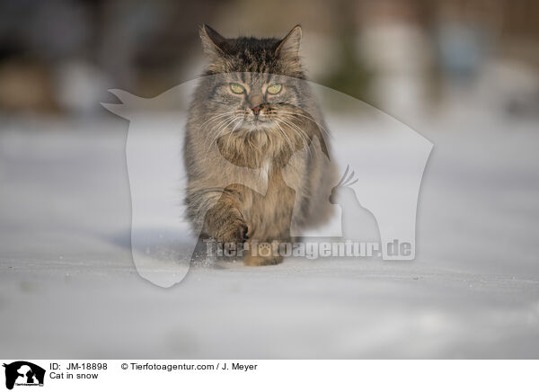 Katze im Schnee / Cat in snow / JM-18898