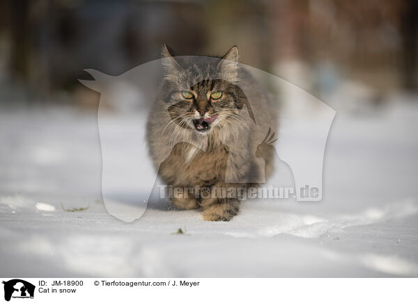Katze im Schnee / Cat in snow / JM-18900