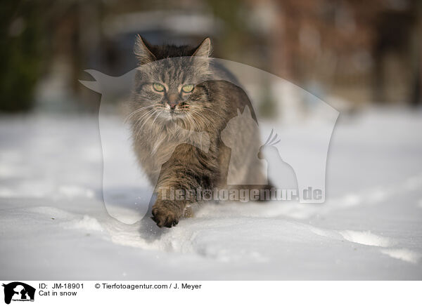 Katze im Schnee / Cat in snow / JM-18901