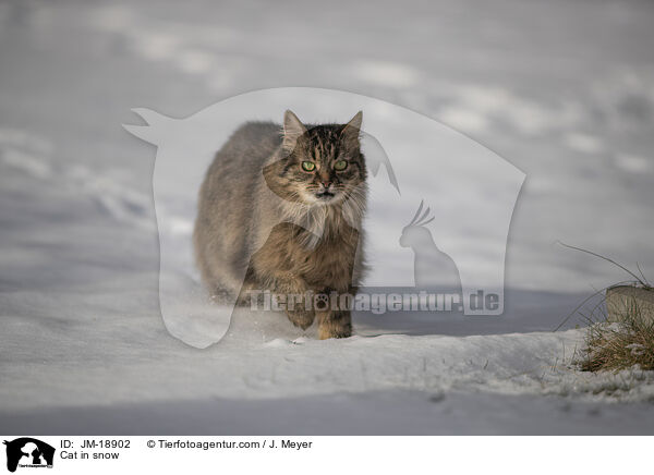 Katze im Schnee / Cat in snow / JM-18902