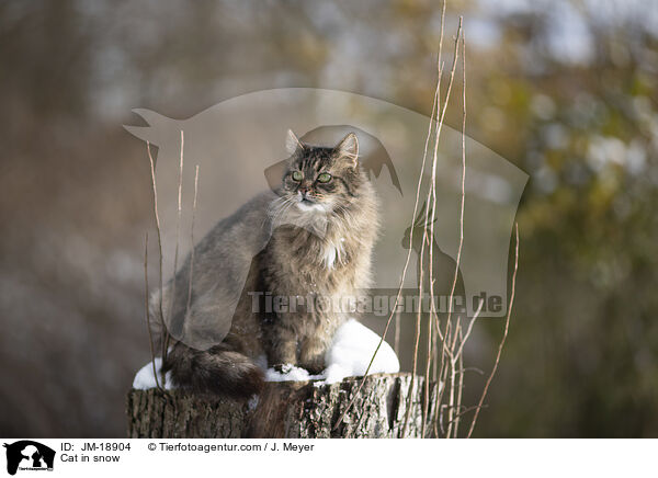 Katze im Schnee / Cat in snow / JM-18904