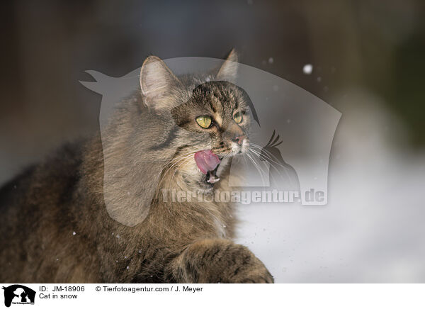 Cat in snow / JM-18906