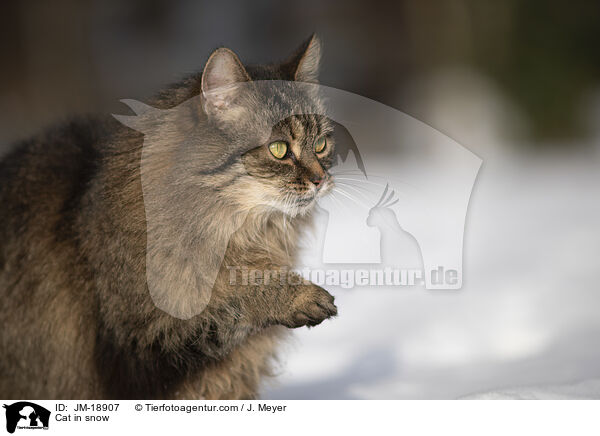 Katze im Schnee / Cat in snow / JM-18907