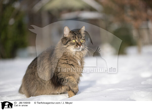 Katze im Schnee / Cat in snow / JM-18909