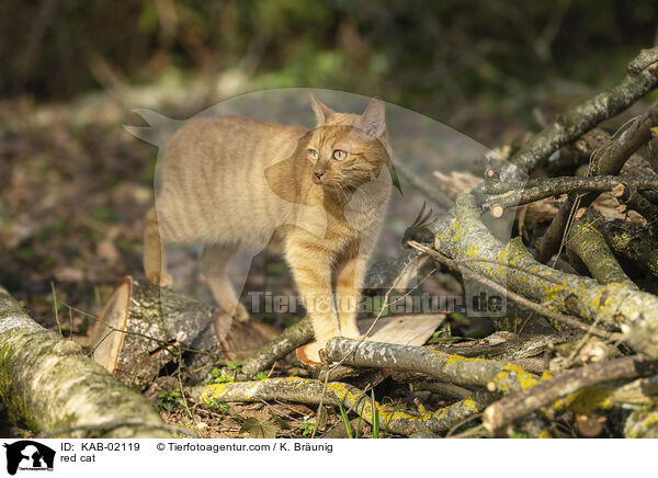 red cat / KAB-02119