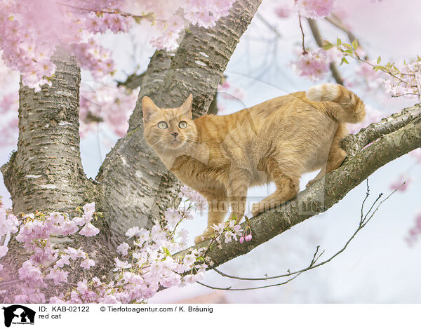 red cat / KAB-02122