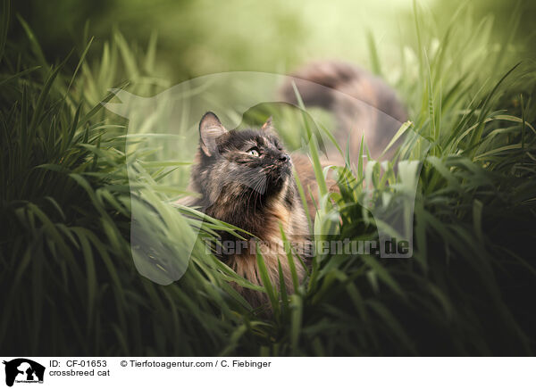 Mischlingskatze / crossbreed cat / CF-01653