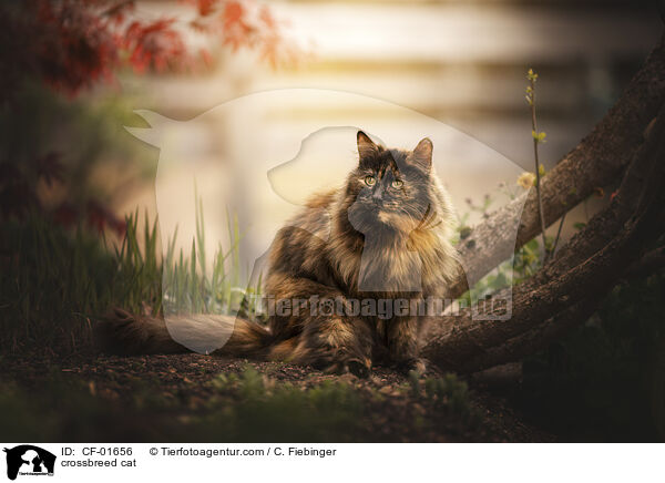 Mischlingskatze / crossbreed cat / CF-01656