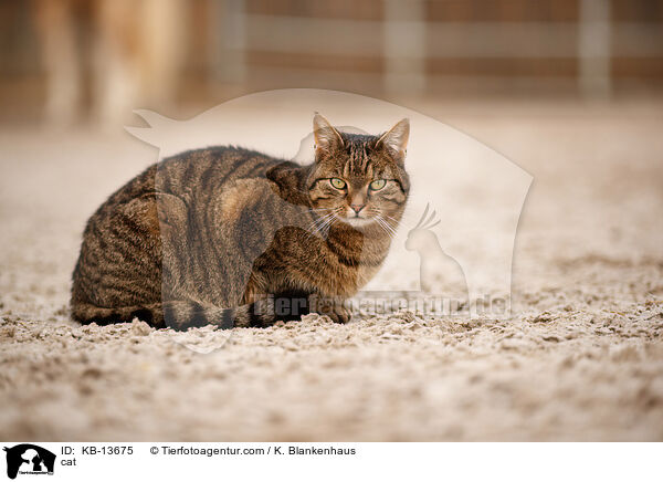 cat / KB-13675