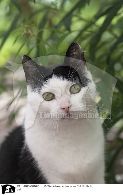 Katze / cat / HBO-06695