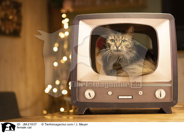 Ktzin / female cat / JM-21637