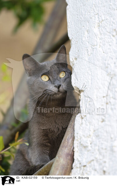 Katze / cat / KAB-02159