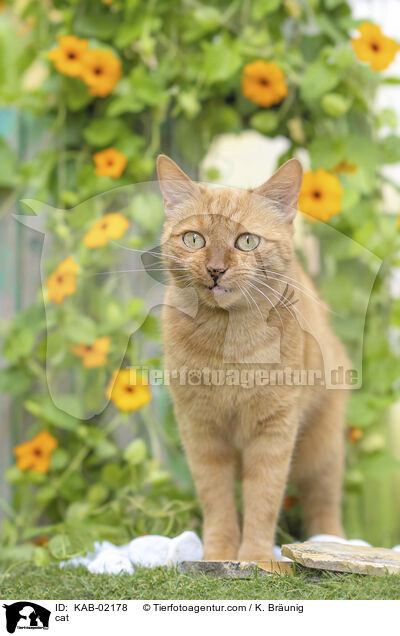 Katze / cat / KAB-02178