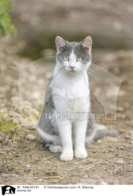 junge Katze / young cat / KAB-02181
