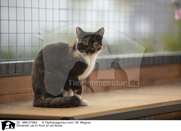 Hauskatze vor Katzengitter / Domestic cat in front of cat fence / MW-27982