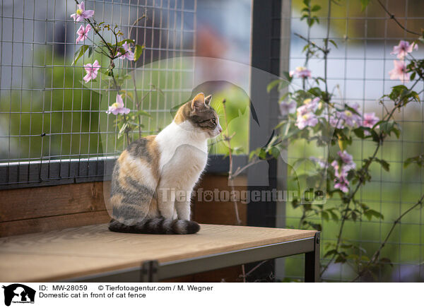 Hauskatze vor Katzengitter / Domestic cat in front of cat fence / MW-28059
