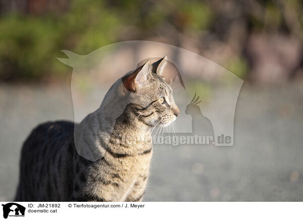 Hauskatze / doemstic cat / JM-21892