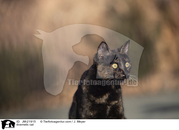 Hauskatze / doemstic cat / JM-21915