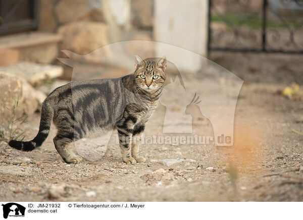 Hauskatze / doemstic cat / JM-21932