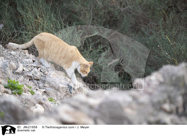 Hauskatze / doemstic cat / JM-21958