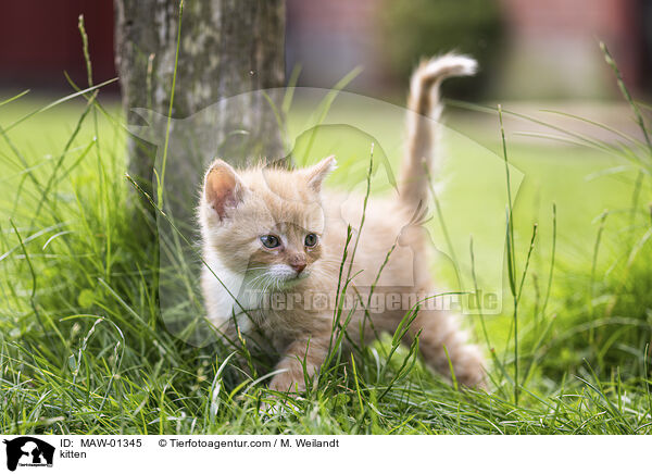 Ktzchen / kitten / MAW-01345